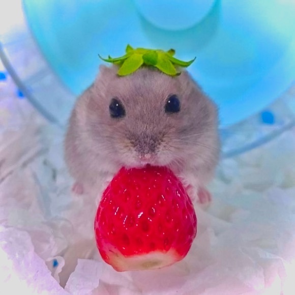 ham_starr